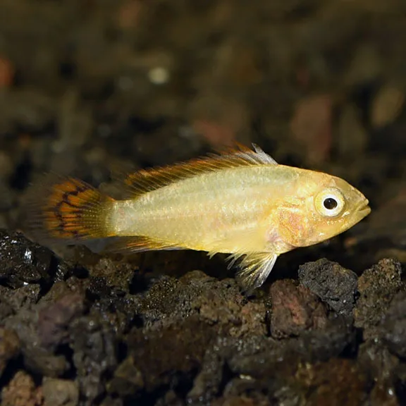 Dwarf Cockatoo Cichlid – Orange Flash