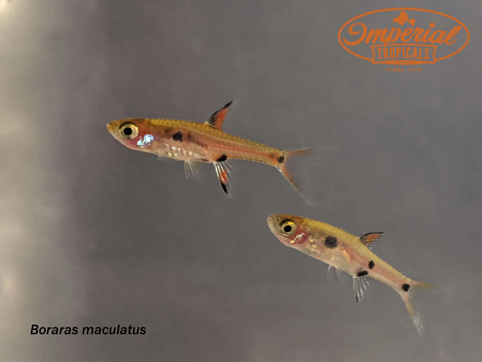 Dwarf Rasbora (Boraras maculatus) - Image 2