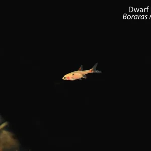 Dwarf Rasbora (Boraras maculatus)