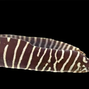 Eel - Zebra XL
