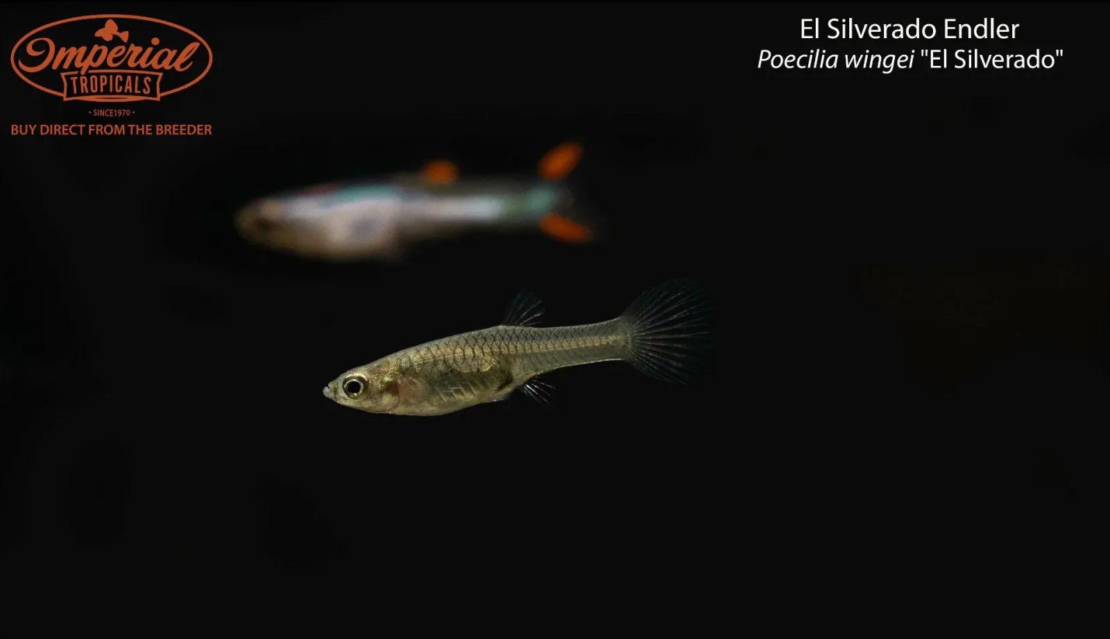 El Silverado Endler - Image 2