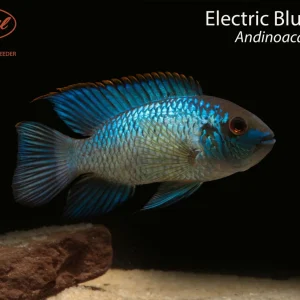 Electric Blue Acara