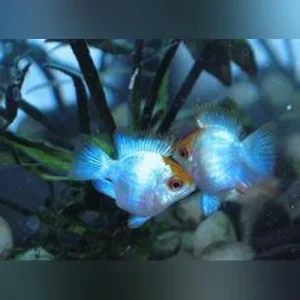 Electric Blue Balloon Ram