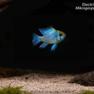 Electric Blue Ram