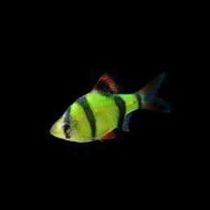 Electric Green Glofish Barb
