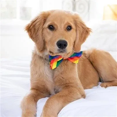 Equality Bow Tie by Huxley & Kent Small - Image 2