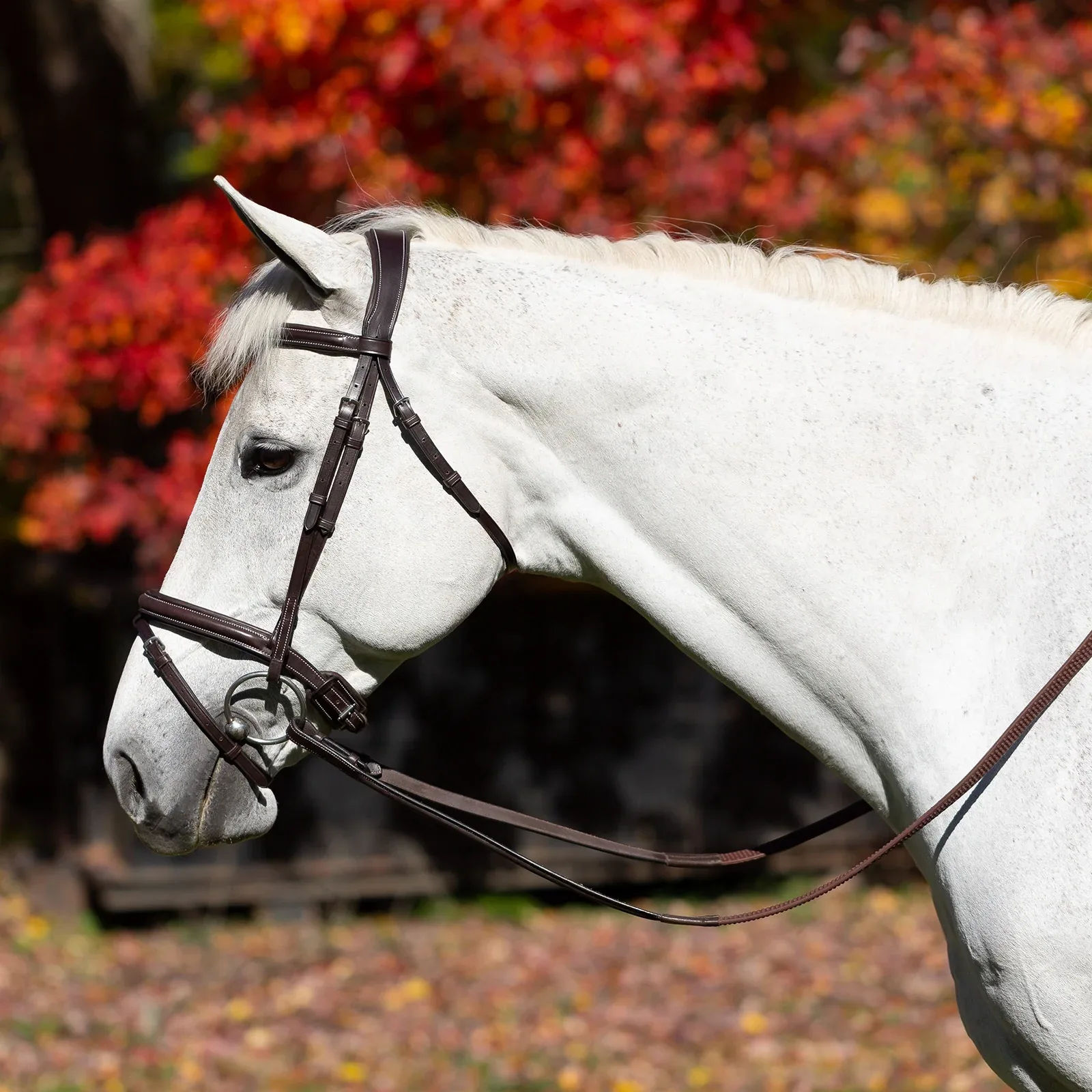 Equinavia Valkyrie Fancy Stitched Jumper Bridle & Rubber Reins