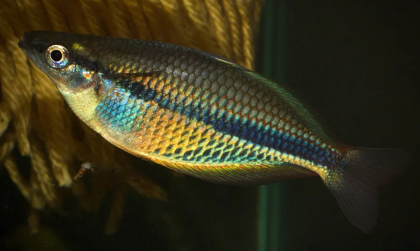 Etnaensis Rainbowfish - Image 2