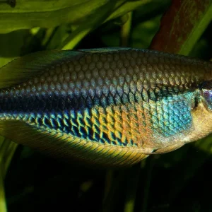 Etnaensis Rainbowfish