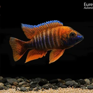 Eureka Red Peacock (Aulonocara sp. "Eureka")