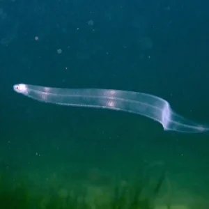 European Glass Eels (Anguilla anguilla)
