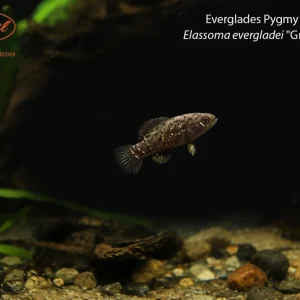 Everglades Pygmy Sunfish (Elassoma evergladei "Green Swamp")