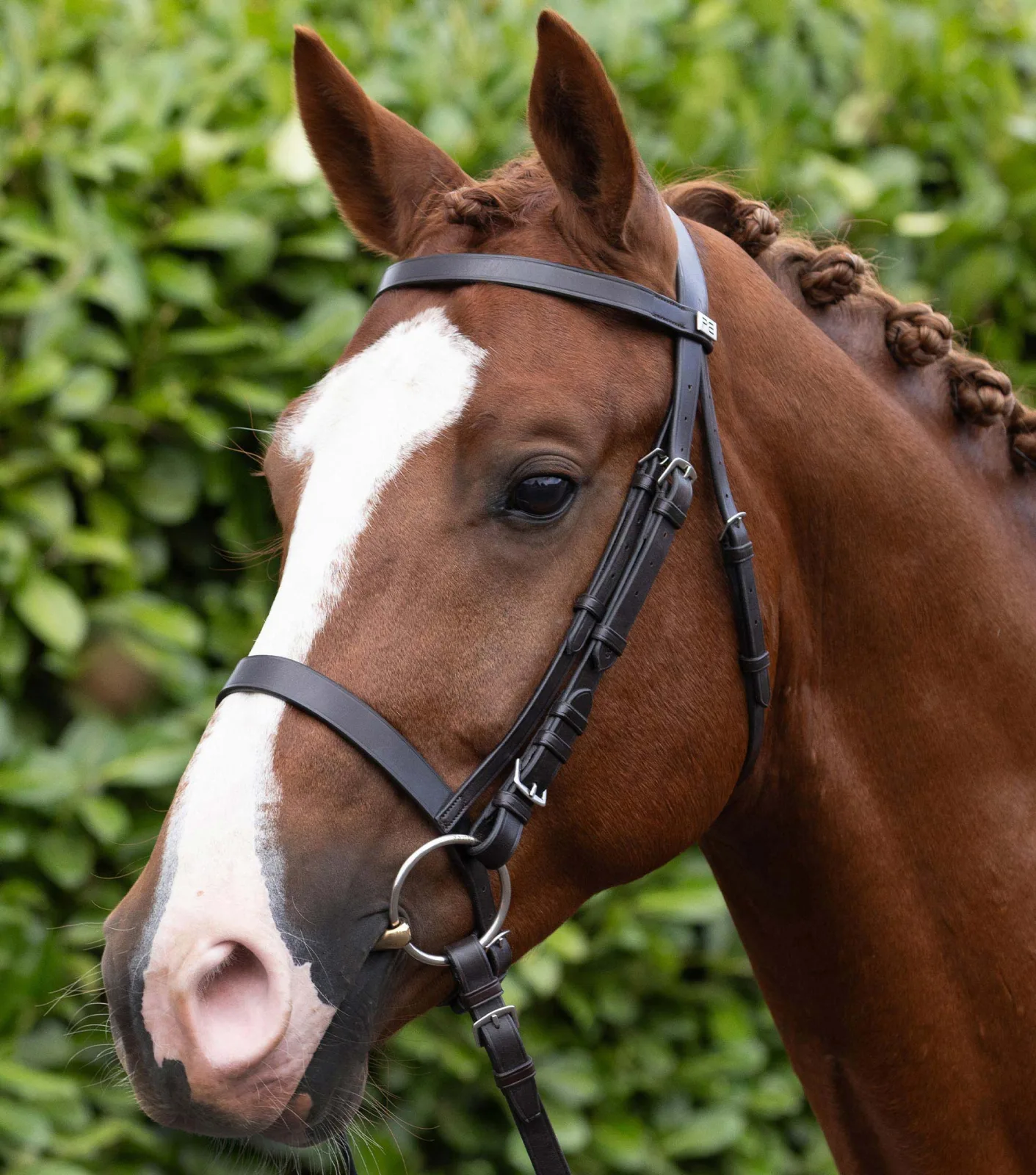 Exercise / Racing Bridle with Cavesson Dark Havana