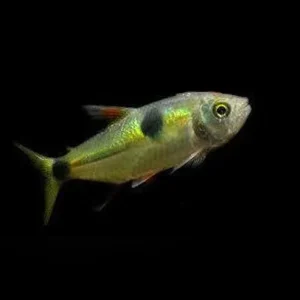 Exodonus Tetra