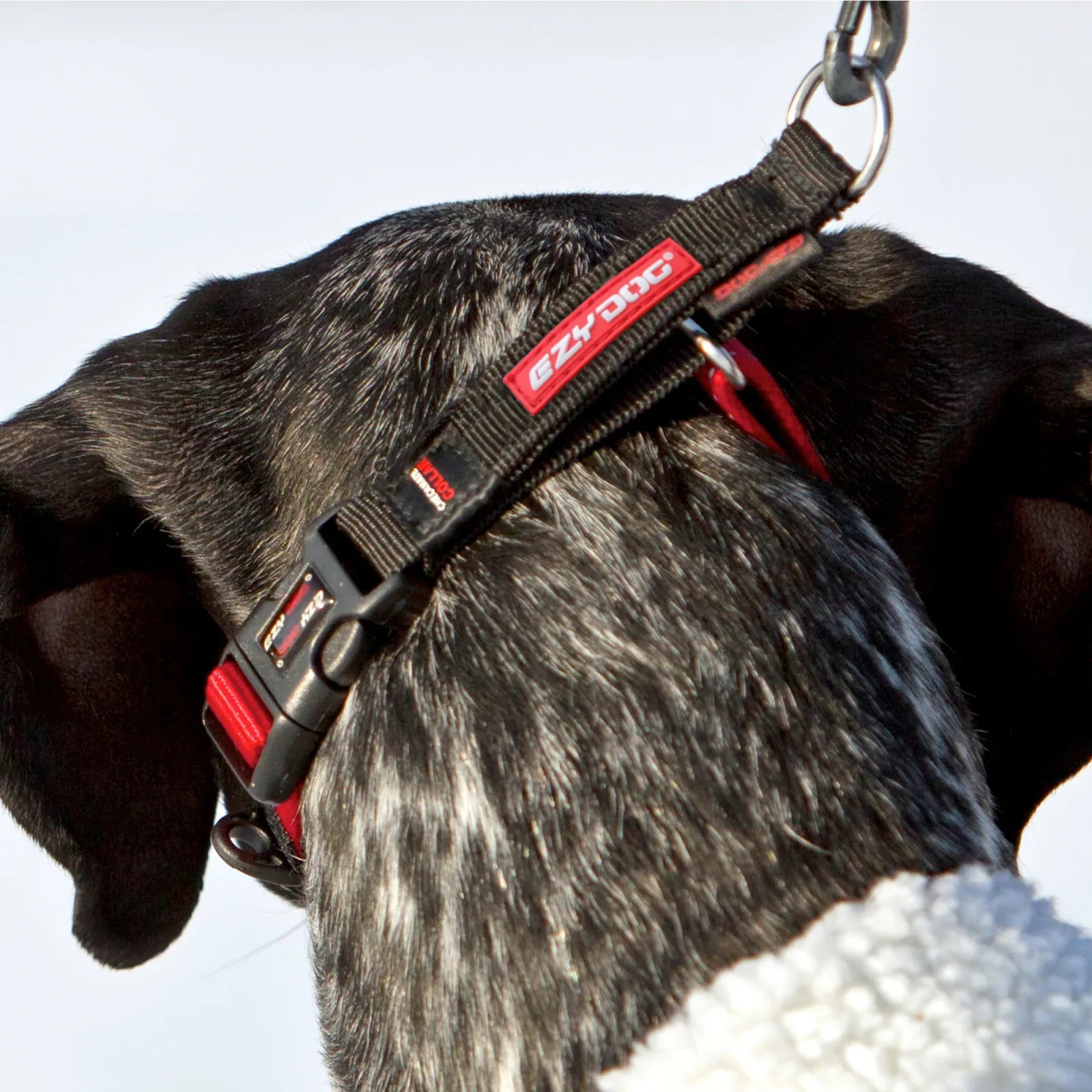EzyDog Checkmate Dog Collar - Blue - Image 2