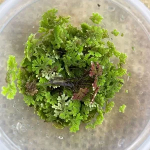 Fairy Moss