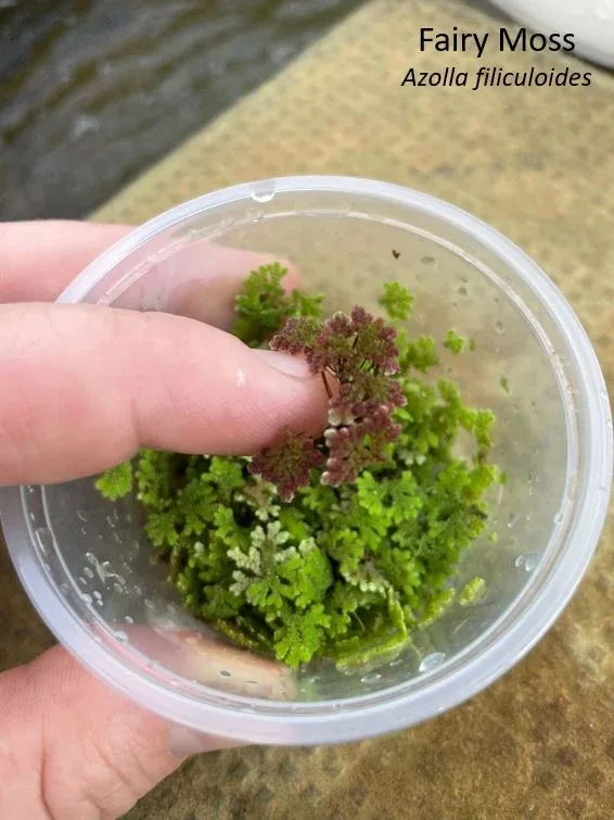 Fairy Moss - Image 2