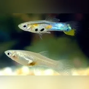 Feeder Guppies (50 pack)