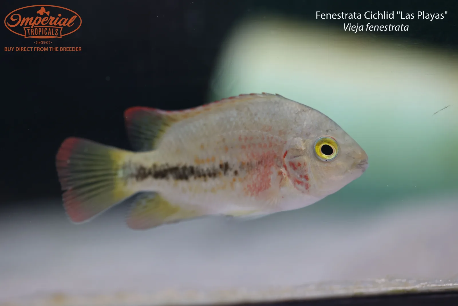 Fenestrata Cichlid "Las Playas" - Image 2
