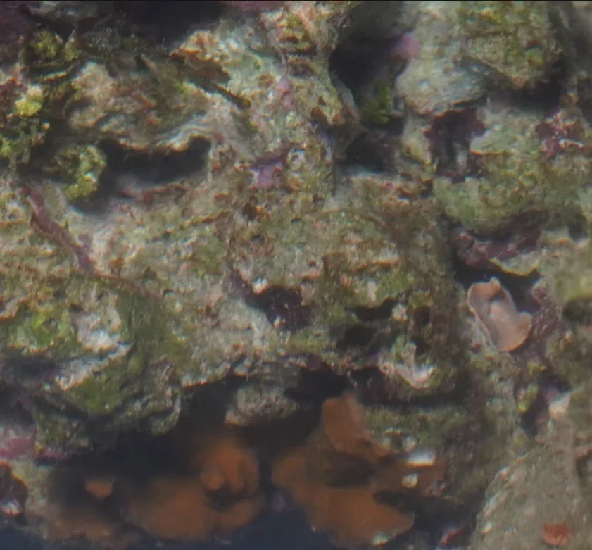 Fiji Pukani Live Rock - Image 2
