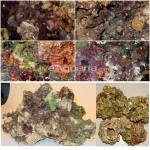 Fiji Pukani Live Rock