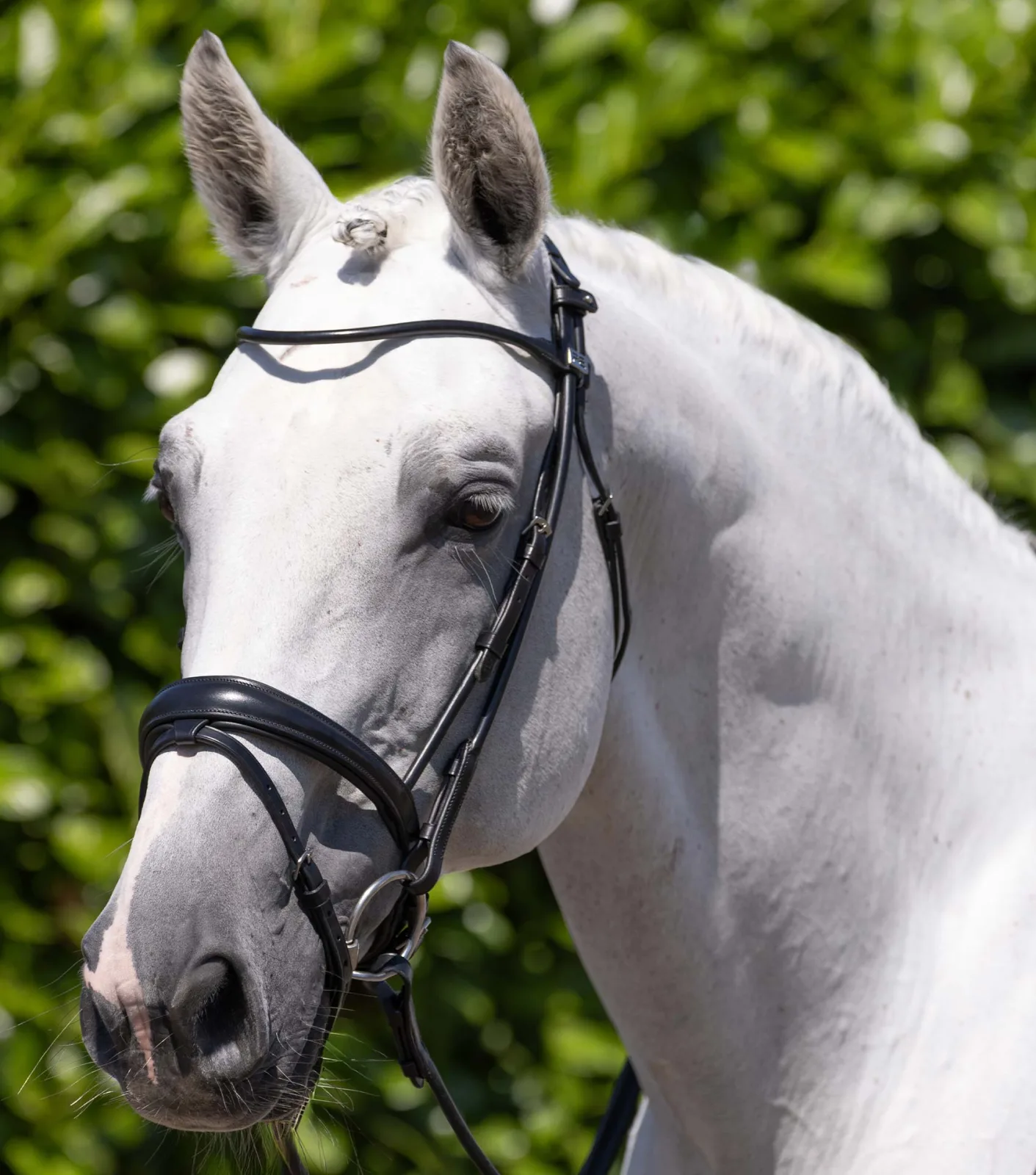 Finetti Anatomical Rolled Leather Snaffle Bridle with Flash Black