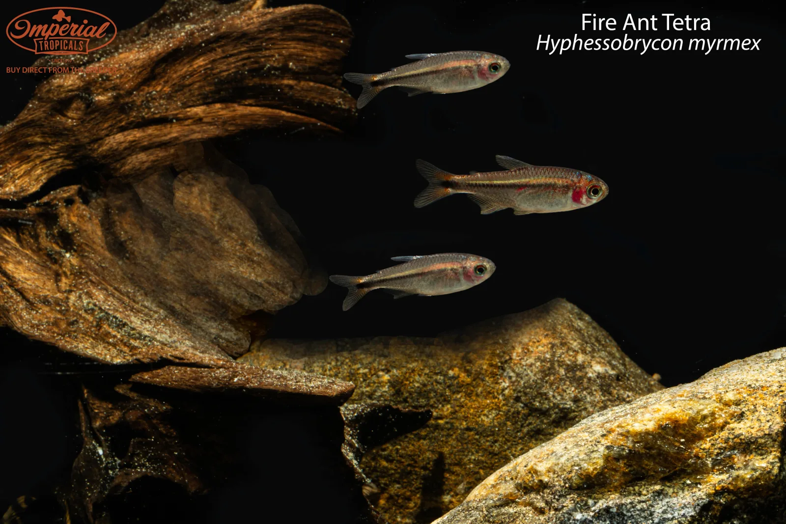 Fire Ant Tetra - Image 2
