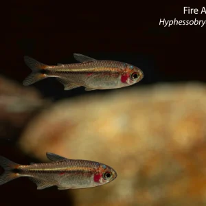 Fire Ant Tetra