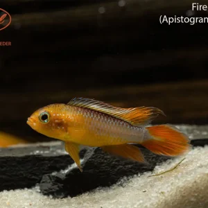 Fire Red Agassizii