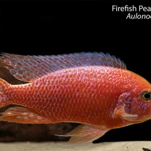 Firefish Peacock