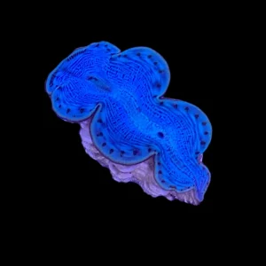 First Grade Blue Maxima Clam +1.5" - SAQ Coral Farm