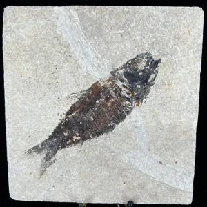 Fish Fossil - Knightia Eoceana
