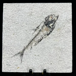 Fish Fossil - Knightia Eoceana