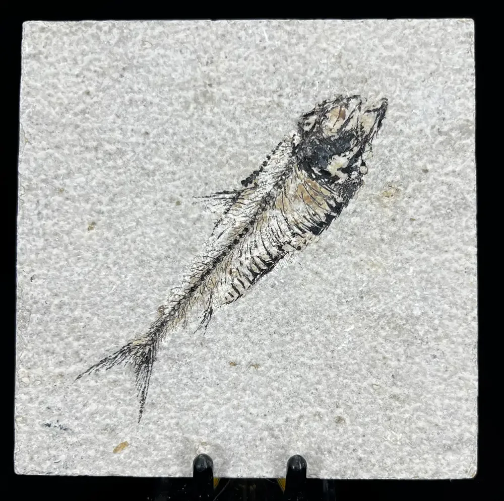 Fish Fossil - Knightia Eoceana