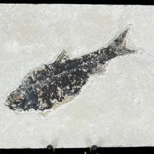 Fish Fossil - Knightia Eoceana