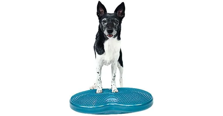 FitPAWS Duo Disc
