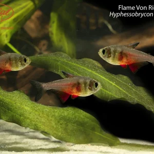 Flame Von Rio Tetra