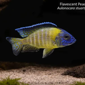 Flavescent Peacock "Usisya"
