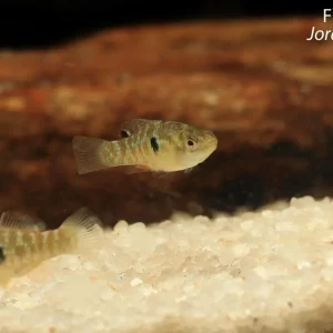 Florida Flagfish