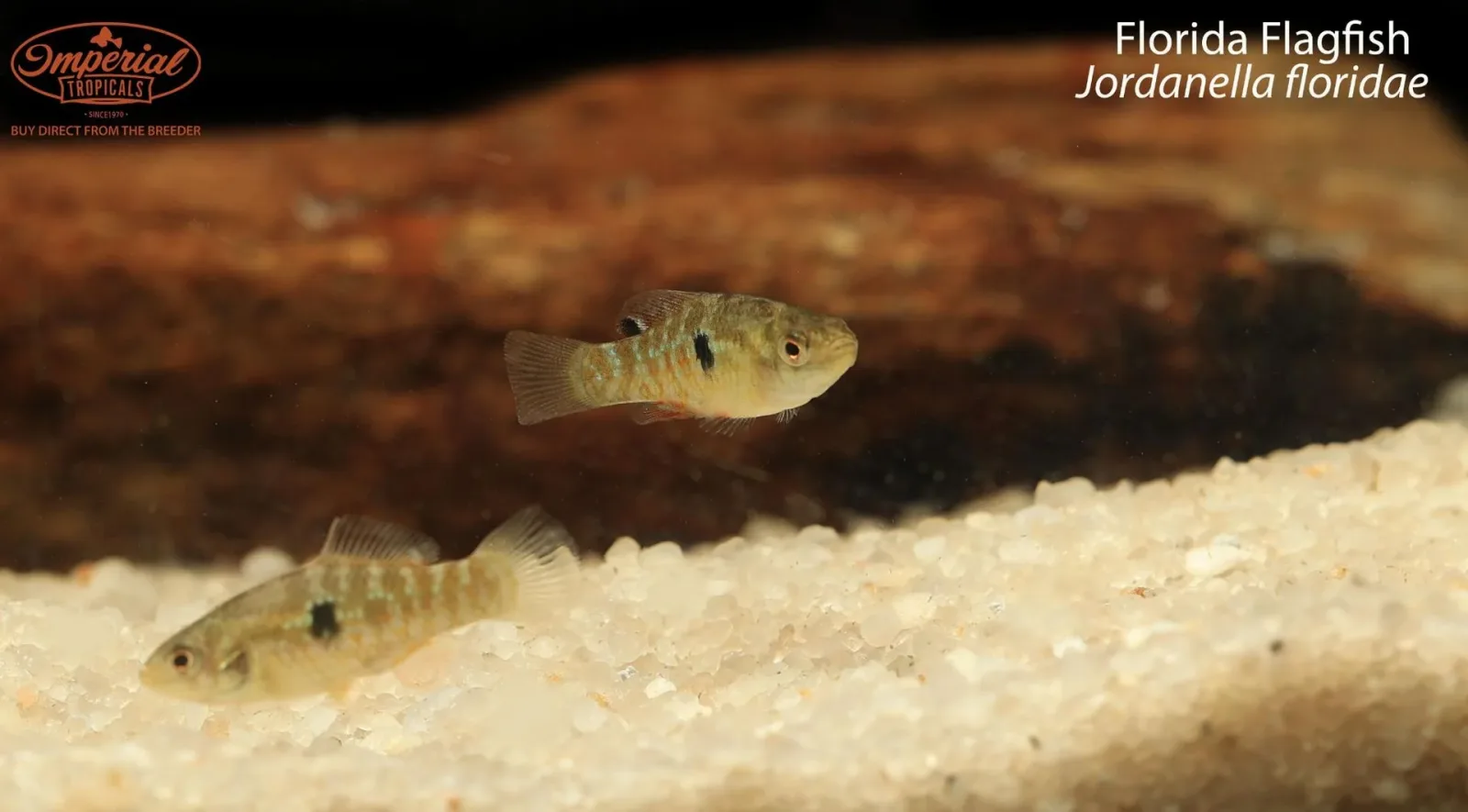 Florida Flagfish