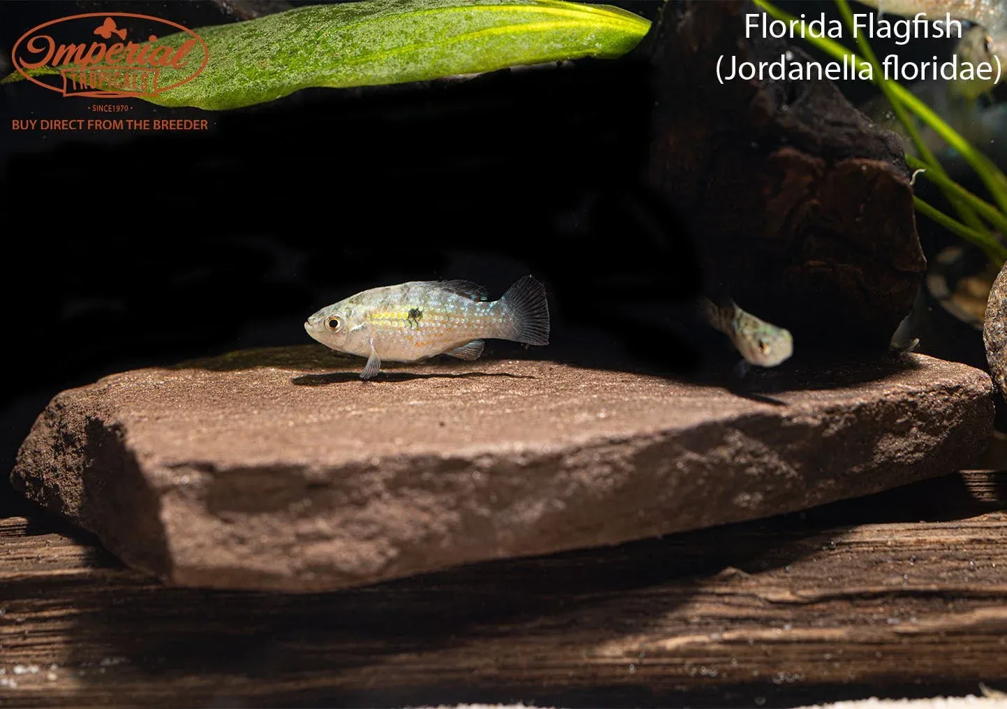 Florida Flagfish - Image 2