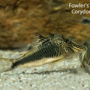 Fowler's Corydoras