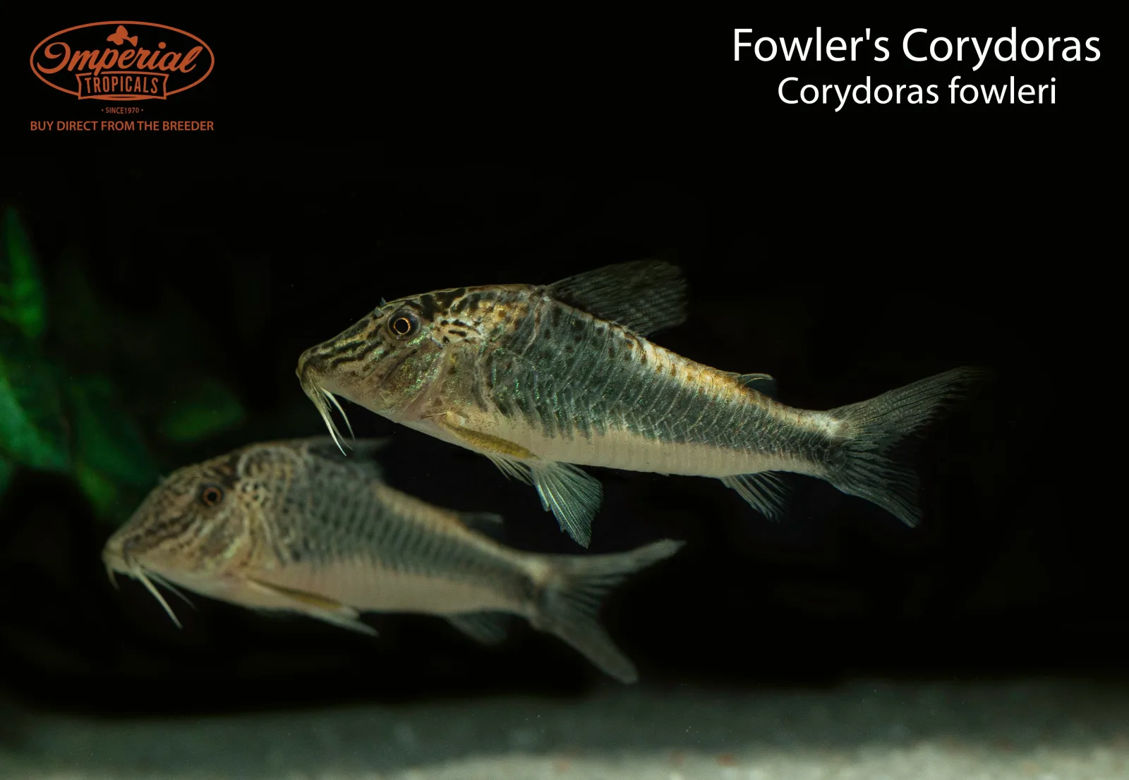 Fowler's Corydoras - Image 2