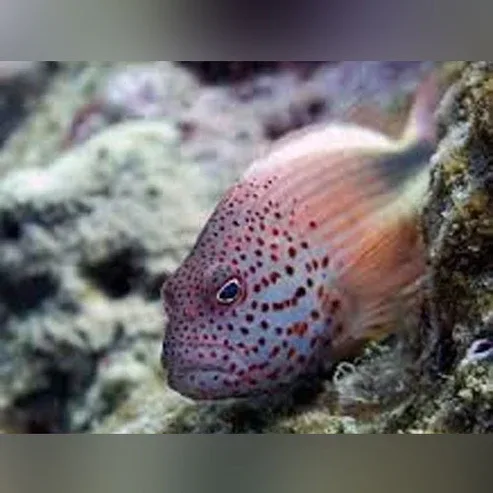 Freckled Hawkfish