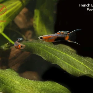 French Blue Star Endler