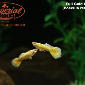Full Gold Guppy