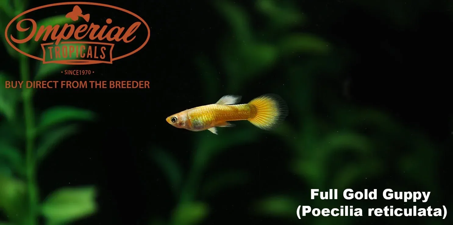 Full Gold Guppy - Image 2
