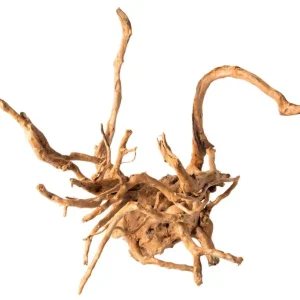 Galapagos Spider Wood root Brown 12 in - 24 in