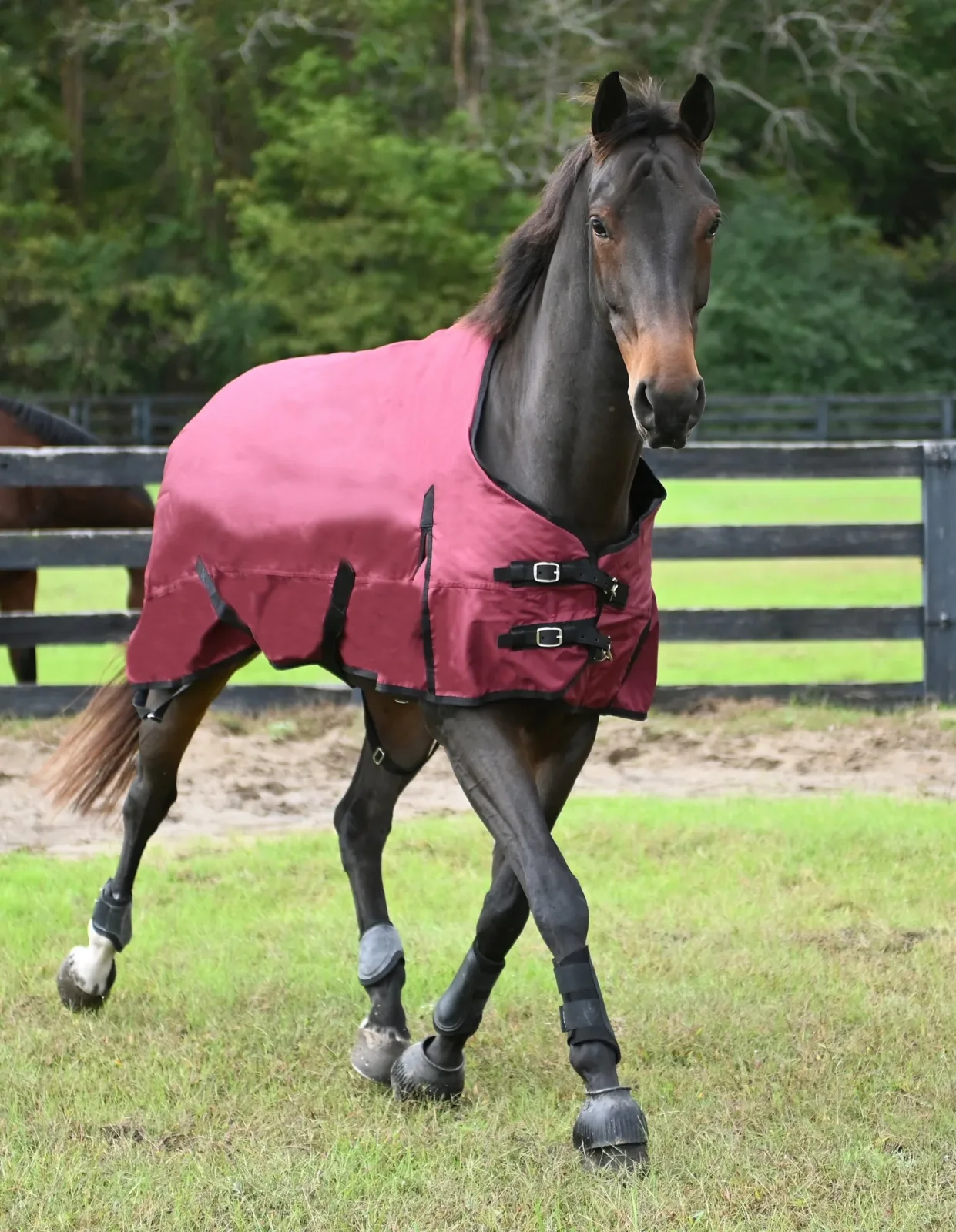 Gatsby Premium 1200D WP Turnout Blanket - Image 2