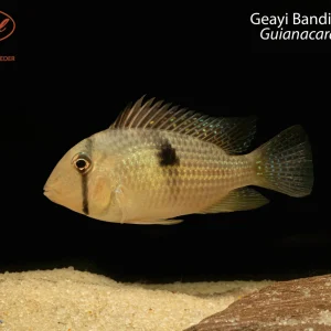 Geayi Bandit Cichlid